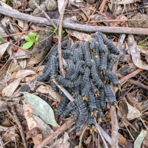 Perga sp. (genus) at Kambah, ACT - suppressed