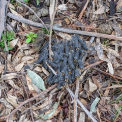 Perga sp. (genus) at Kambah, ACT - suppressed