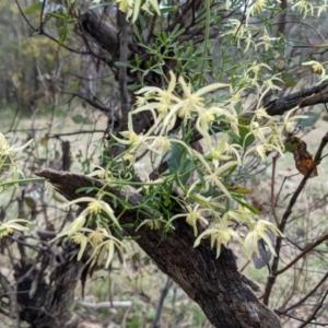 Clematis leptophylla at Tuggeranong DC, ACT - 18 Sep 2021