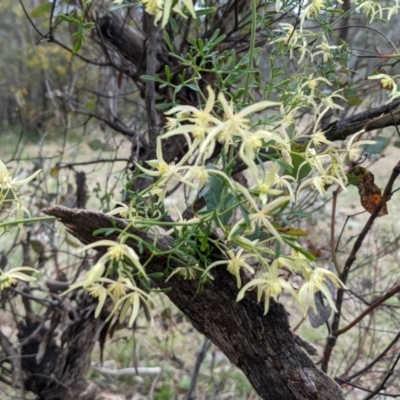 Clematis leptophylla (Small-leaf Clematis, Old Man's Beard) at Lions Youth Haven - Westwood Farm A.C.T. - 18 Sep 2021 by HelenCross