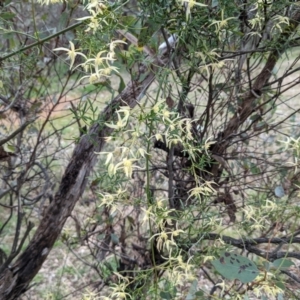 Clematis leptophylla at Tuggeranong DC, ACT - 18 Sep 2021