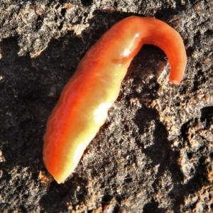 Australoplana alba at Wanniassa, ACT - 18 Sep 2021 04:45 PM