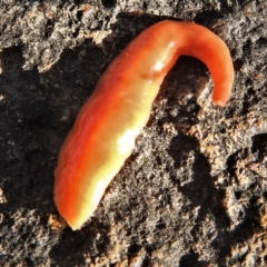 Australoplana alba (A flatworm) at Wanniassa, ACT - 18 Sep 2021 by JohnBundock