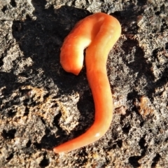 Australoplana alba at Wanniassa, ACT - 18 Sep 2021 04:45 PM