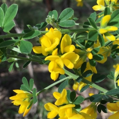 Genista monspessulana (Cape Broom, Montpellier Broom) at Bruce Ridge to Gossan Hill - 18 Sep 2021 by RWPurdie