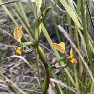 Diuris nigromontana at O'Connor, ACT - suppressed