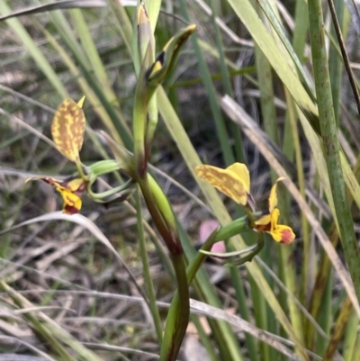 Diuris nigromontana (Black Mountain Leopard Orchid) at O'Connor, ACT - 18 Sep 2021 by peopsh