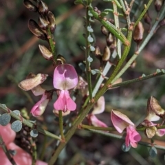 Indigofera adesmiifolia (Tick Indigo) at Albury - 18 Sep 2021 by Darcy