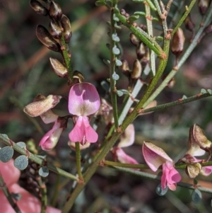 Indigofera adesmiifolia at Thurgoona, NSW - 18 Sep 2021 10:19 AM