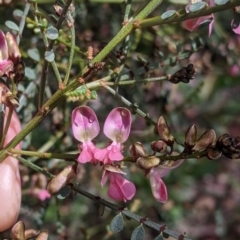 Indigofera adesmiifolia at Thurgoona, NSW - 18 Sep 2021