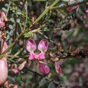 Indigofera adesmiifolia at Thurgoona, NSW - 18 Sep 2021 10:19 AM
