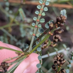 Indigofera adesmiifolia at Thurgoona, NSW - 18 Sep 2021