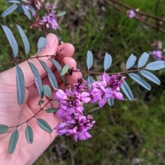 Indigofera australis subsp. australis (Australian Indigo) at Albury - 18 Sep 2021 by Darcy