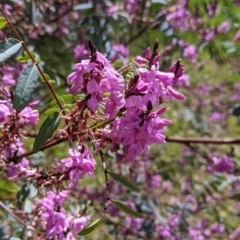 Indigofera australis subsp. australis at Thurgoona, NSW - 18 Sep 2021