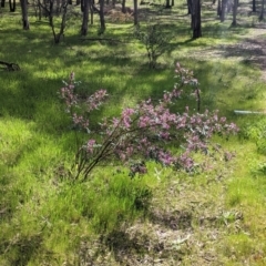 Indigofera australis subsp. australis at Thurgoona, NSW - 18 Sep 2021 10:20 AM