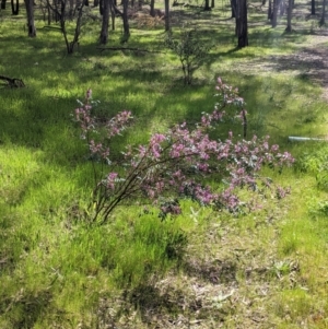 Indigofera australis subsp. australis at Thurgoona, NSW - 18 Sep 2021 10:20 AM