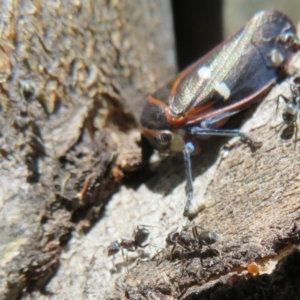 Iridomyrmex rufoniger at Holt, ACT - 15 Sep 2021 11:59 AM