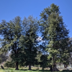 Grevillea robusta (Silky Oak) at Albury - 18 Sep 2021 by Darcy