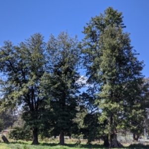 Grevillea robusta at Thurgoona, NSW - 18 Sep 2021