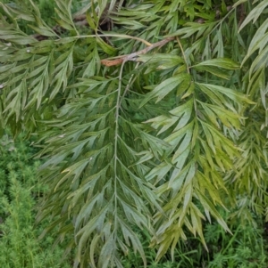 Grevillea robusta at Thurgoona, NSW - 18 Sep 2021