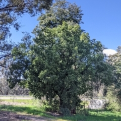 Brachychiton populneus (Kurrajong) at Charles Sturt University - 18 Sep 2021 by Darcy