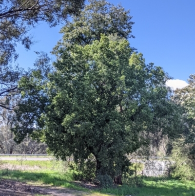 Brachychiton populneus (Kurrajong) at Albury - 18 Sep 2021 by Darcy