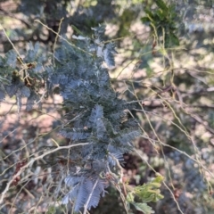 Acacia baileyana (Cootamundra Wattle, Golden Mimosa) at Albury - 18 Sep 2021 by Darcy