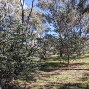 Acacia baileyana at Thurgoona, NSW - 18 Sep 2021