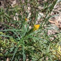 Xerochrysum viscosum (Sticky Everlasting) at Albury - 18 Sep 2021 by Darcy