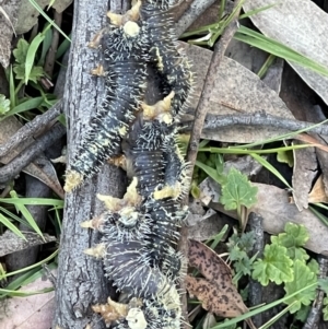 Perginae sp. (subfamily) at Wingello, NSW - 18 Sep 2021 04:43 PM