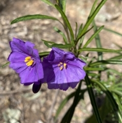 Solanum linearifolium (Kangaroo Apple) at Red Hill Nature Reserve - 16 Sep 2021 by KL