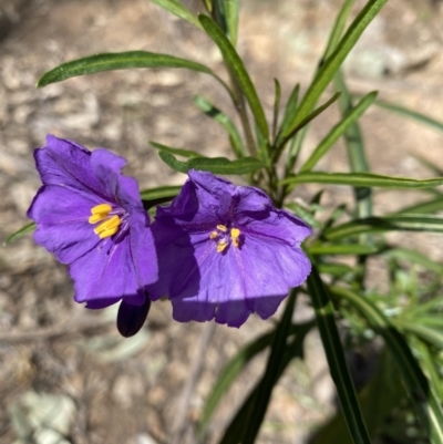 Solanum linearifolium (Kangaroo Apple) at Hughes, ACT - 16 Sep 2021 by KL