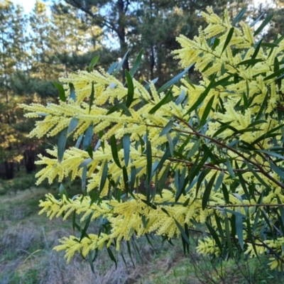 Acacia floribunda (White Sally Wattle, Gossamer Wattle) at Isaacs Ridge and Nearby - 18 Sep 2021 by Mike