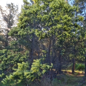 Acacia floribunda at Isaacs, ACT - 18 Sep 2021