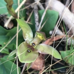 Chiloglottis x pescottiana (Bronze Bird Orchid) at Acton, ACT - 18 Sep 2021 by NedJohnston