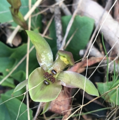 Chiloglottis x pescottiana (Bronze Bird Orchid) at Acton, ACT - 18 Sep 2021 by NedJohnston