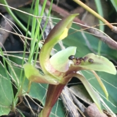 Chiloglottis x pescottiana at Acton, ACT - 18 Sep 2021