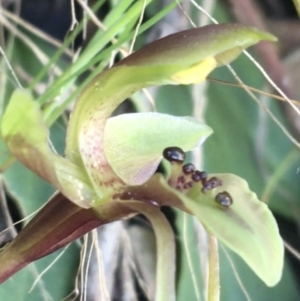 Chiloglottis x pescottiana at Acton, ACT - 18 Sep 2021