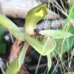 Chiloglottis x pescottiana at Acton, ACT - 18 Sep 2021