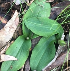 Chiloglottis x pescottiana at Acton, ACT - 18 Sep 2021