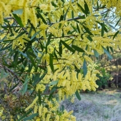 Acacia floribunda (White Sally Wattle, Gossamer Wattle) at Isaacs Ridge and Nearby - 18 Sep 2021 by Mike