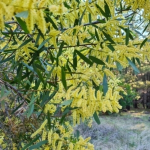 Acacia floribunda at Isaacs, ACT - 18 Sep 2021 04:27 PM