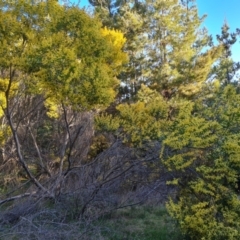 Acacia floribunda at Isaacs, ACT - 18 Sep 2021 04:27 PM