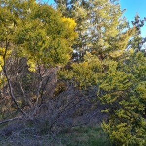 Acacia floribunda at Isaacs, ACT - 18 Sep 2021