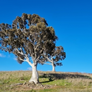 Eucalyptus rossii at Isaacs Ridge and Nearby - 18 Sep 2021