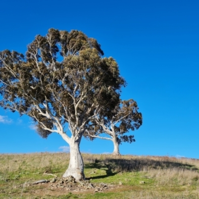 Eucalyptus rossii (Inland Scribbly Gum) at Isaacs Ridge and Nearby - 18 Sep 2021 by Mike