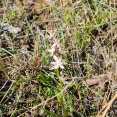 Wurmbea dioica subsp. dioica (Early Nancy) at Isaacs, ACT - 18 Sep 2021 by Mike