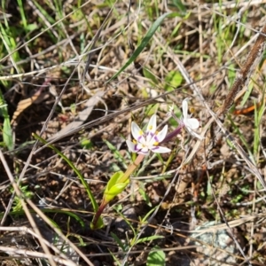 Wurmbea dioica subsp. dioica at Isaacs, ACT - 18 Sep 2021 03:45 PM