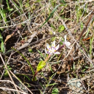 Wurmbea dioica subsp. dioica at Isaacs, ACT - 18 Sep 2021