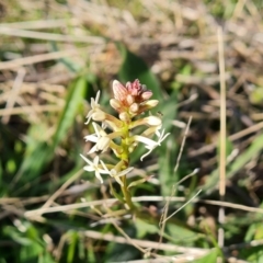 Stackhousia monogyna (Creamy Candles) at Isaacs Ridge - 18 Sep 2021 by Mike